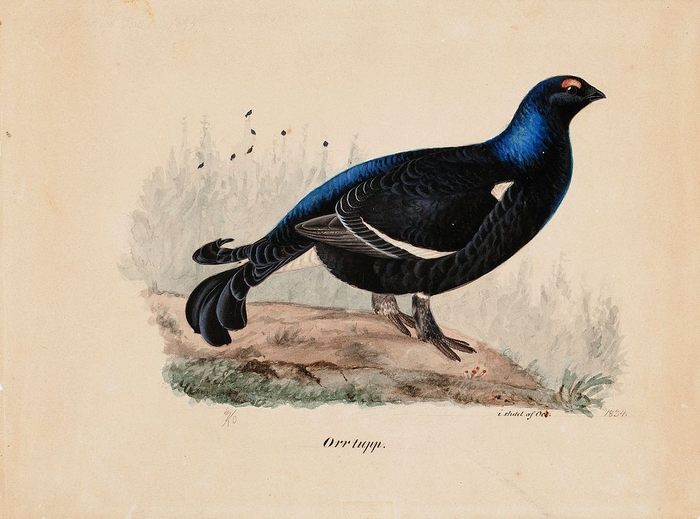 Black grouse, male, 1834, by Ferdinand von Wright