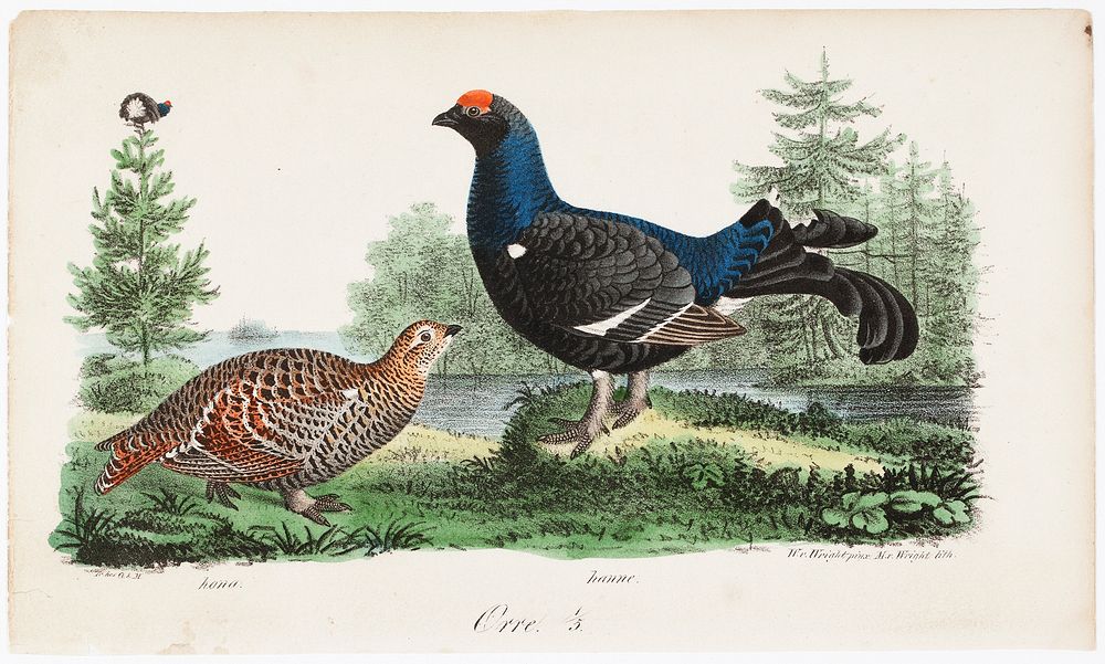 Black grouse, male and female. illustration for tidskrift för jägare och naturforskare (nos. 2-3/1834, p. 821), 1834…