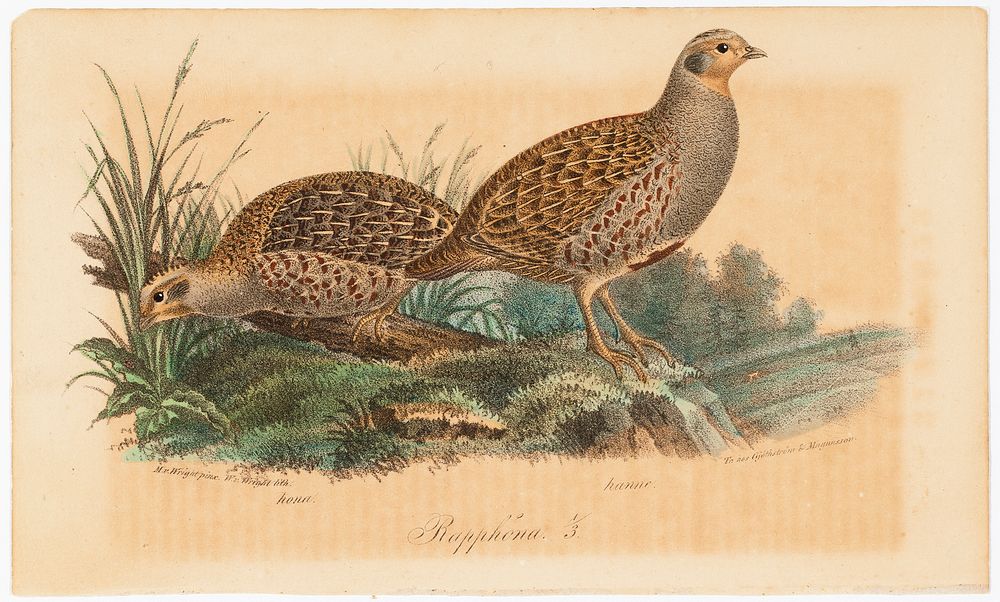 Peltopyy, tidskrift för jägare och naturforskare -lehden (nro 11-12/1834, s. 1089) kuvitusta, 1834, Magnus Von Wright