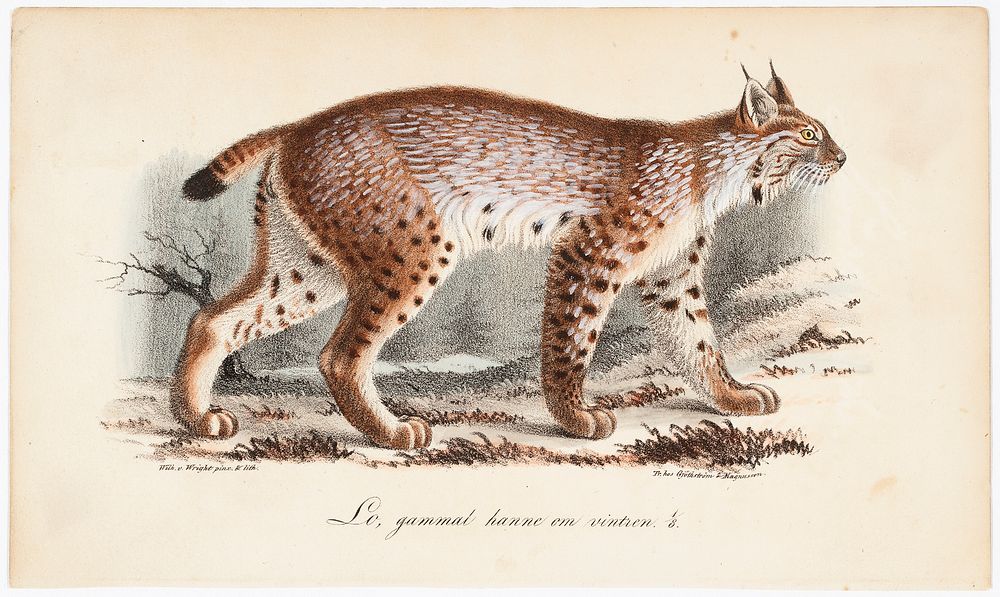 Ilves, vanha uros talviasussa, tidskrift för jägare och naturforskare -lehden (nro 1/1834, s. 771) kuvitusta, 1834, Wilhelm…