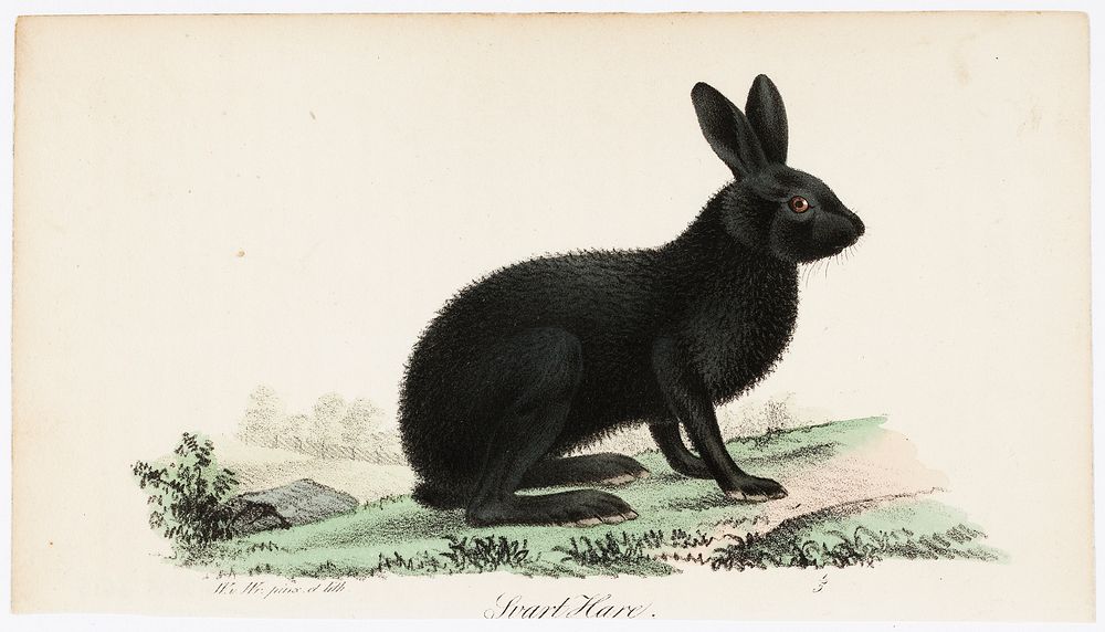 Black hare, illustration for tidskrift för jägare och naturforskare (no. 5-6/1832), 1832, Wilhelm von Wright