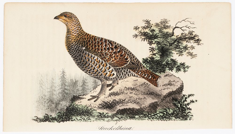 Rackelhahn, female, 1832, Wilhelm von Wright