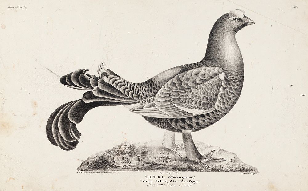 Black grouse, male, from the incomplete series suomen lintuja (finnish birds), no. 1, 1827, 1827, Wilhelm von Wright
