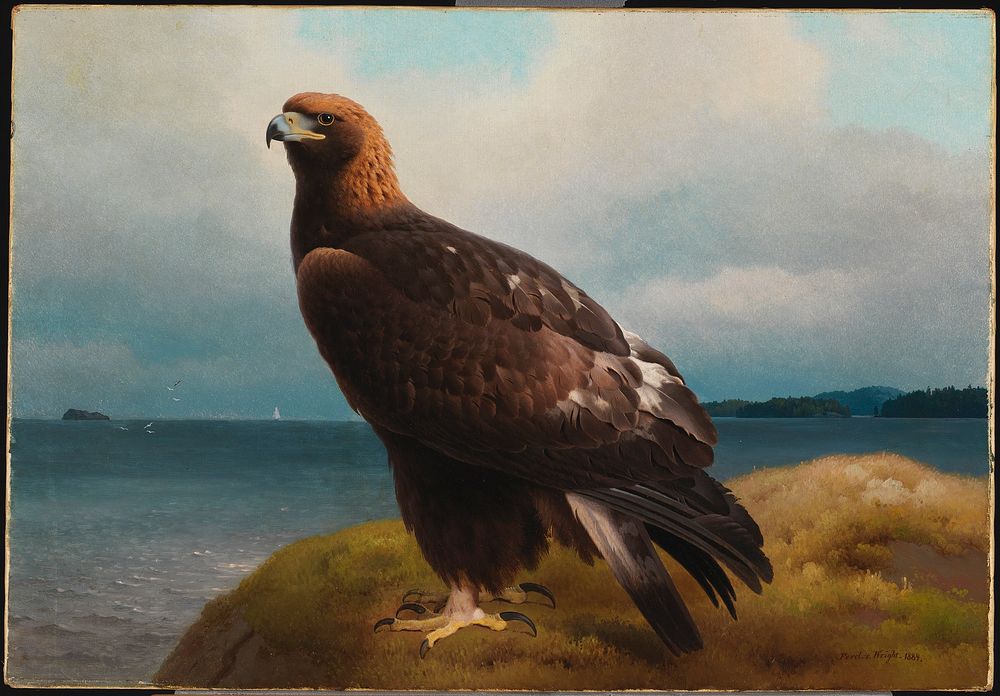 Golden eagle, 1884, by Ferdinand von Wright