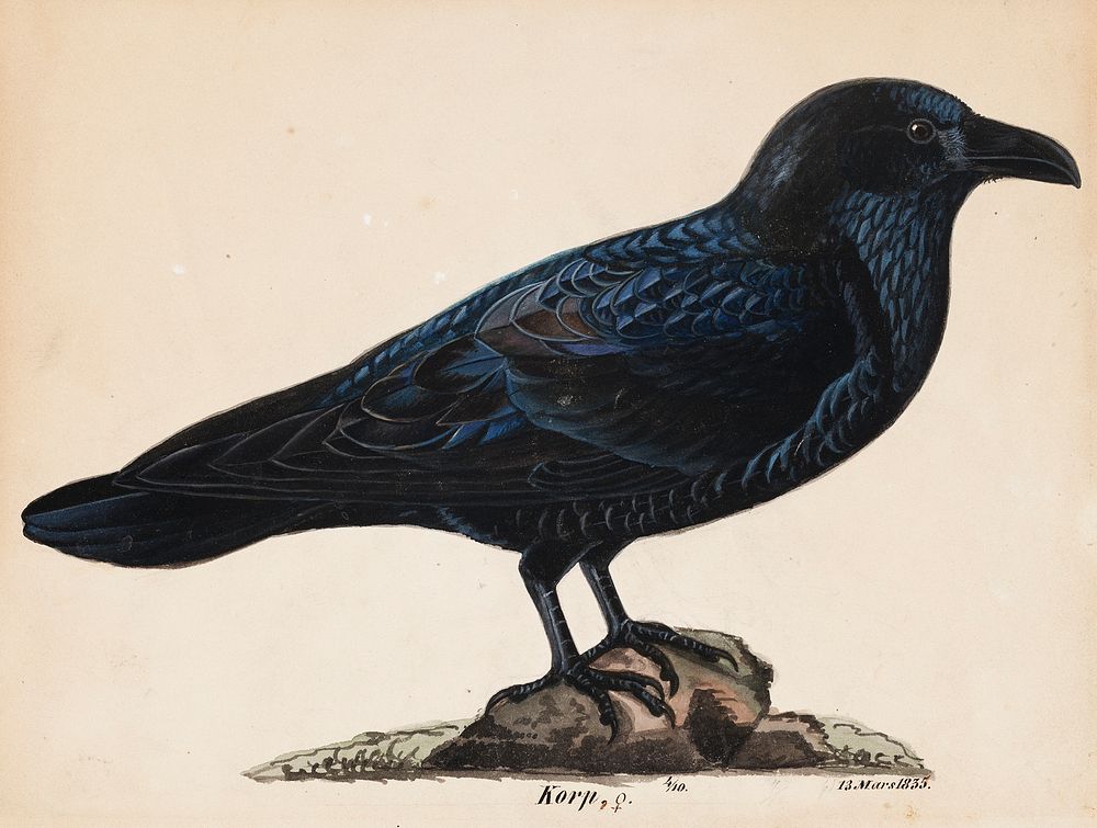 Raven, 1835, Wilhelm von Wright