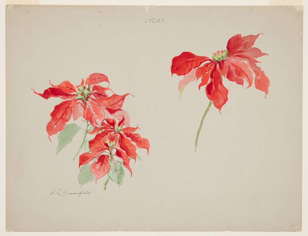 Study of Red Poinsettias, Sophia L. Crownfield