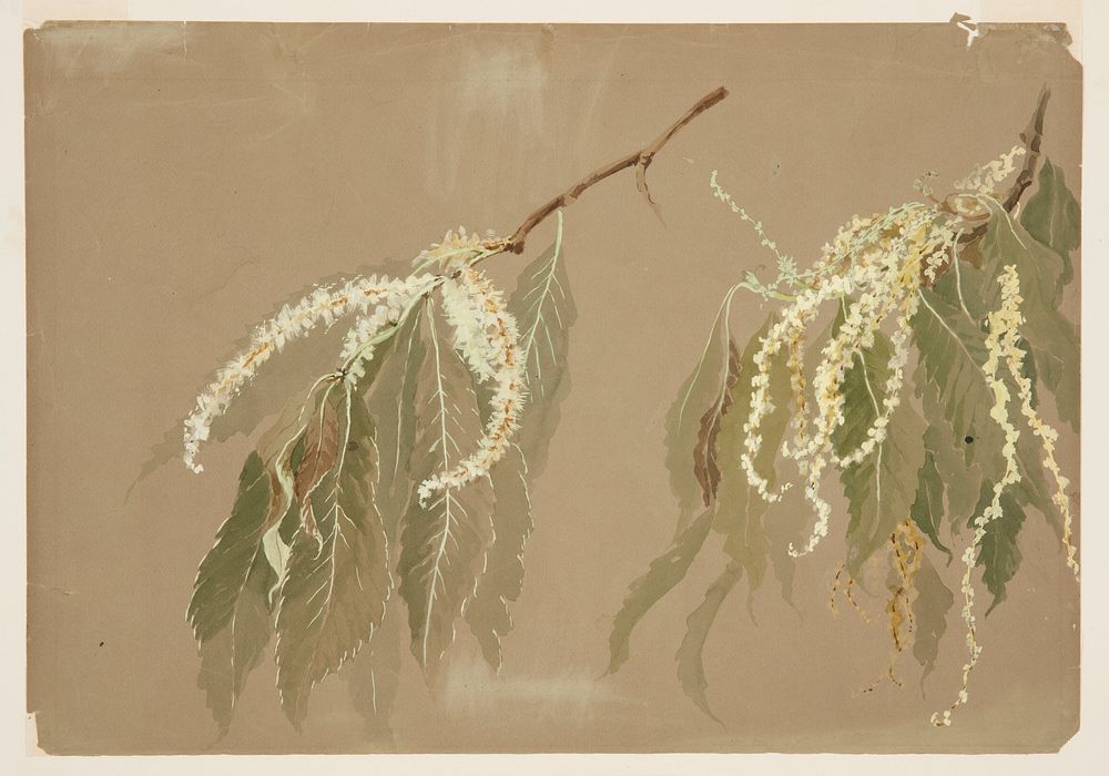 Study of Chestnut Tree Branches, Sophia L. Crownfield