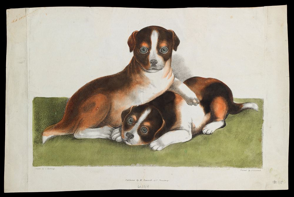 Untitled (Two Puppies)