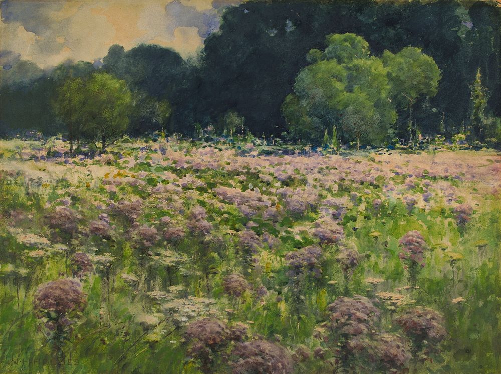 Field of Joe Pie Weeds (Pride of the Meadow), William Henry Holmes