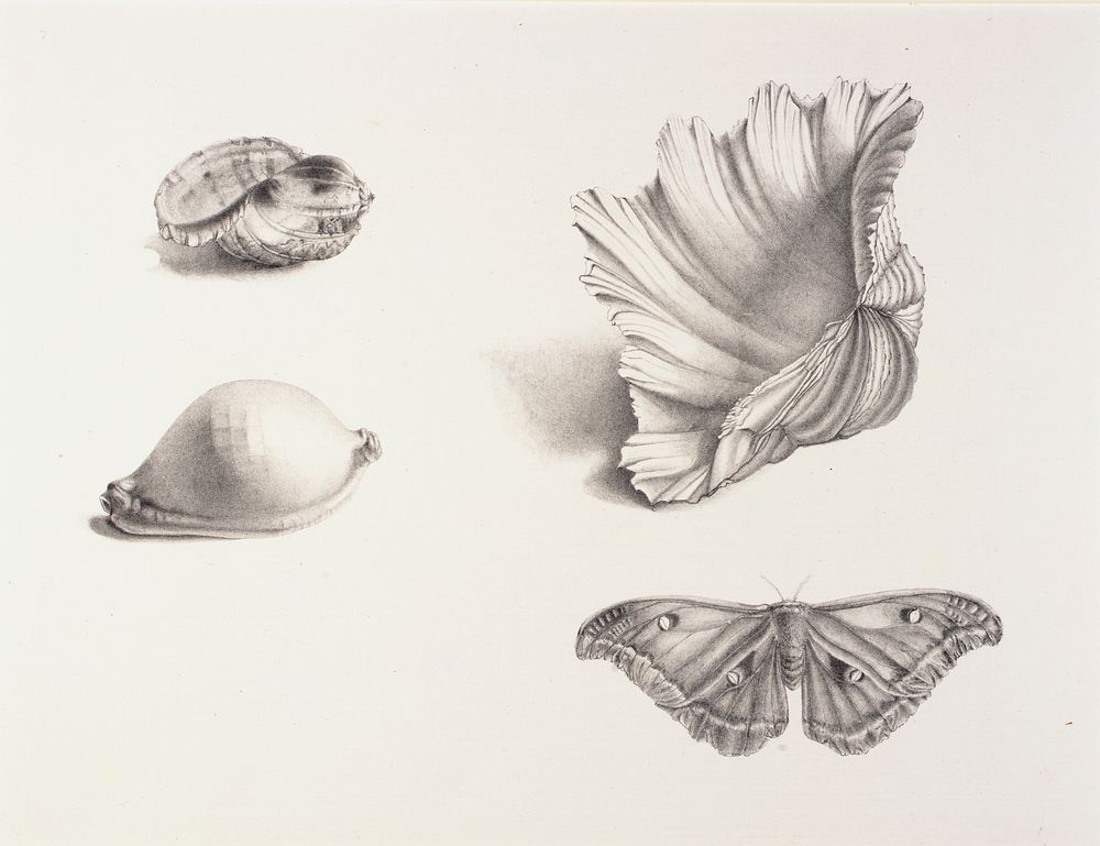 Shells and Moth, Mary Fornance