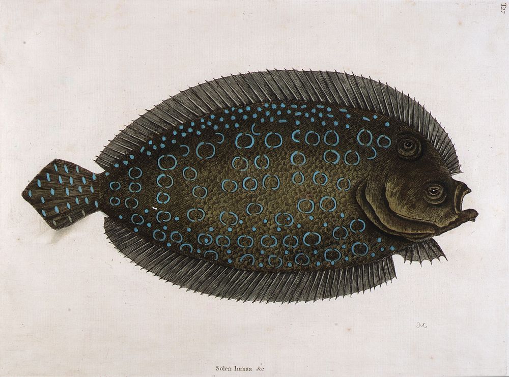 The Sole (Solea lunata & c), print in high resolution by Mark Catesby. Original from the Smithsonian American Art Museum.
