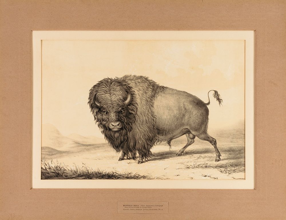 Buffalo Bull--no. 2 by George Catlin