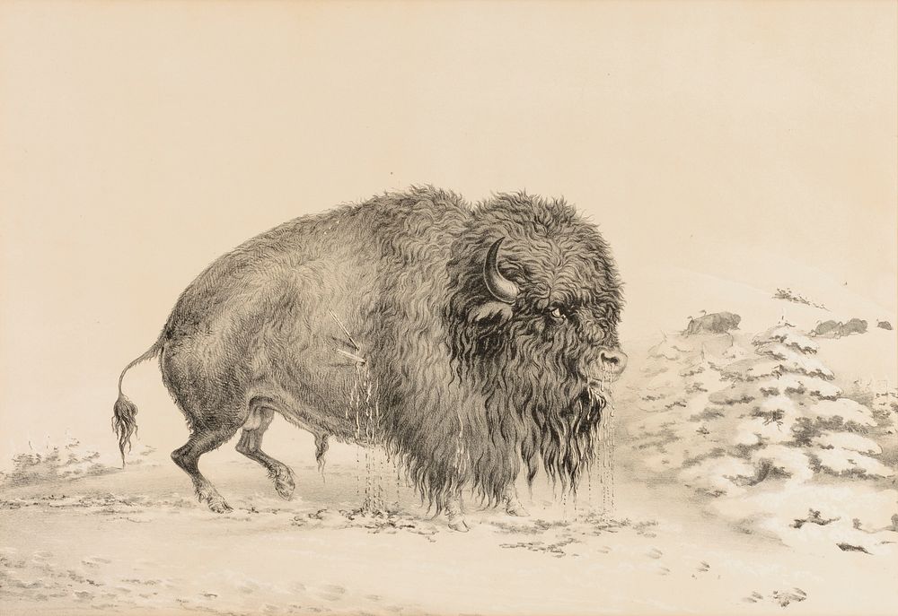 Severely Wounded Buffalo--no. 16 by George Catlin