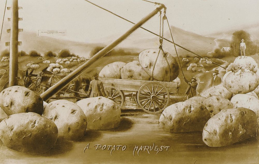 A Potato Harvest