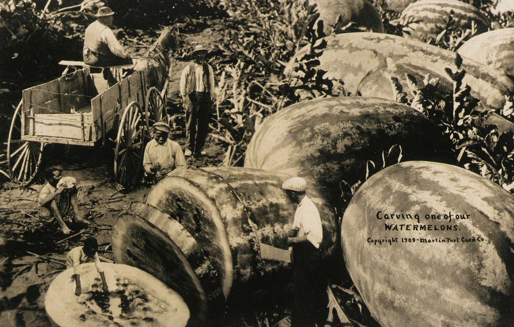 Carving one of our WATERMELONS