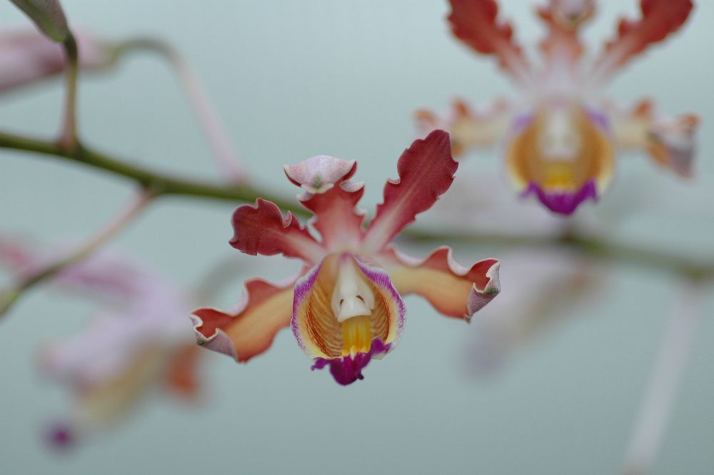 Myrmecophila tibicinis × Guarianthe bowringiana