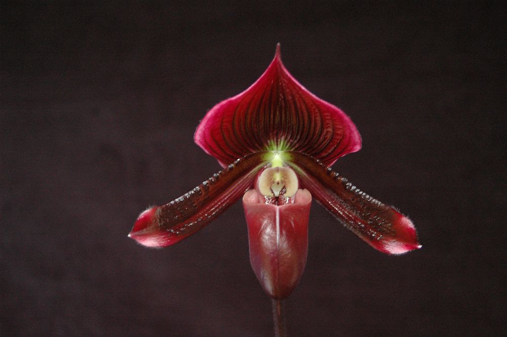 Paphiopedilum Memoria D. Anne Lowe