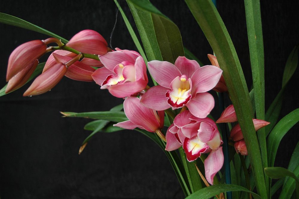 Cymbidium Heart Joy 'Papini'