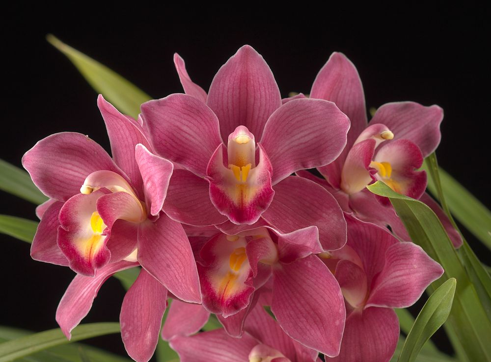 Cymbidium Flower Song 'Spring Dance'