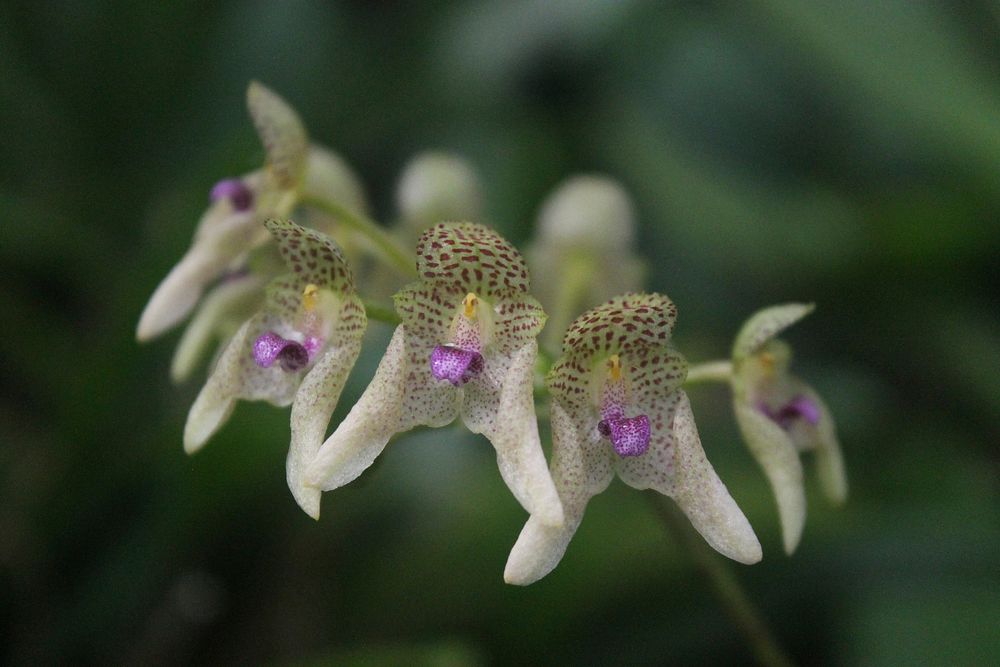 Bulbophyllum guttulatum