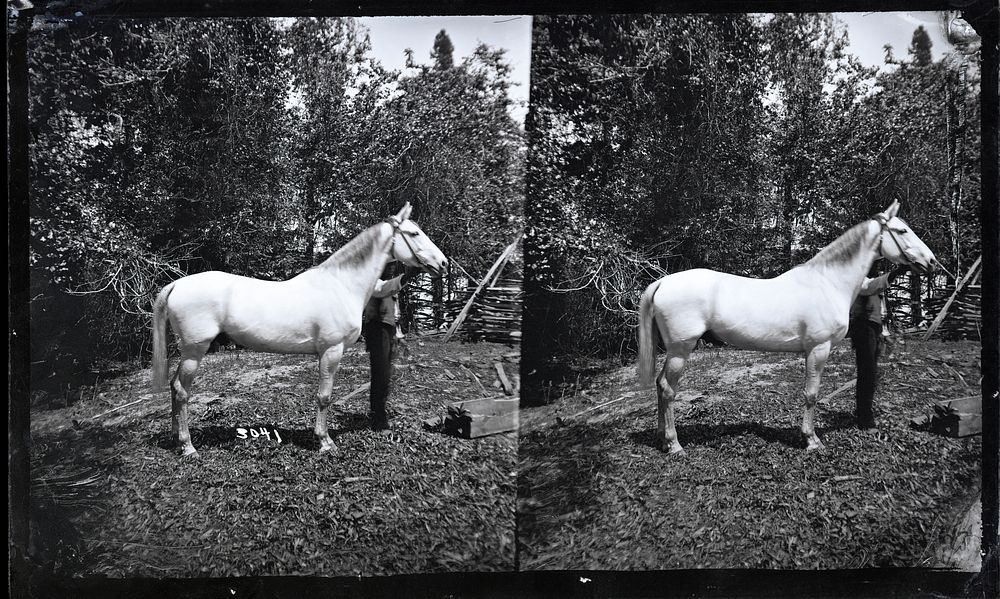 Unidentified Man with Horse