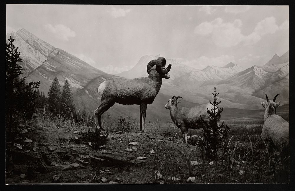 Hall of North American Mammals, Natural History Building - Rocky Mountain Sheep Habitat Group