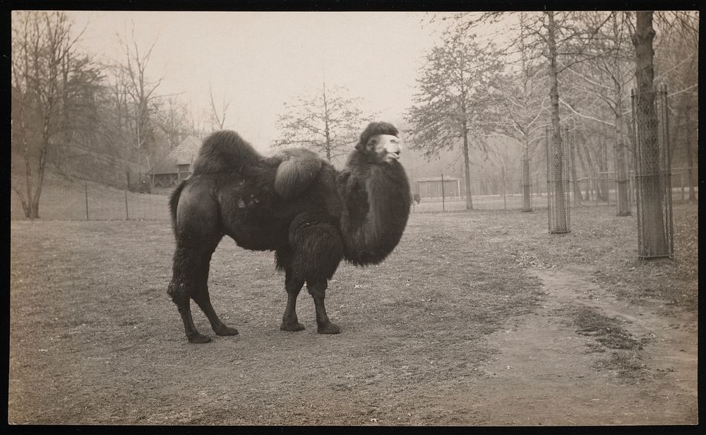 National Zoological Park, Bactrian Camel