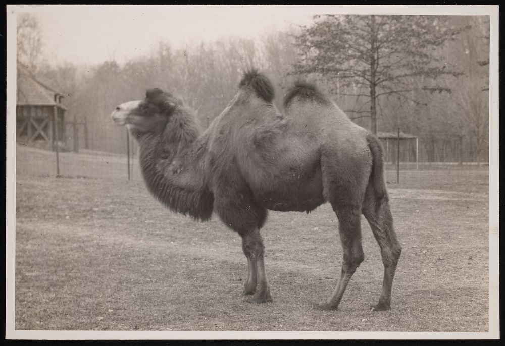 National Zoological Park, Bactrian Camel