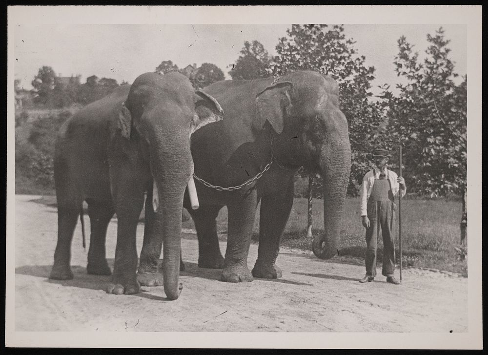 National Zoological Park, Indian Elephants "Dunk" and "Gold Dust"