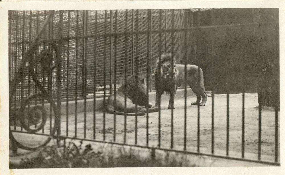Views of the National Zoological Park in Washington, DC, showing Lions