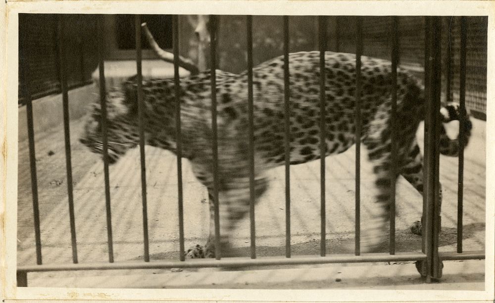 Views of the National Zoological Park in Washington, DC, showing Jaguar