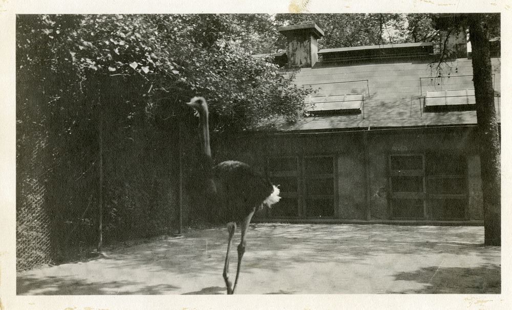 Views of the National Zoological Park in Washington, DC, showing Ostrich