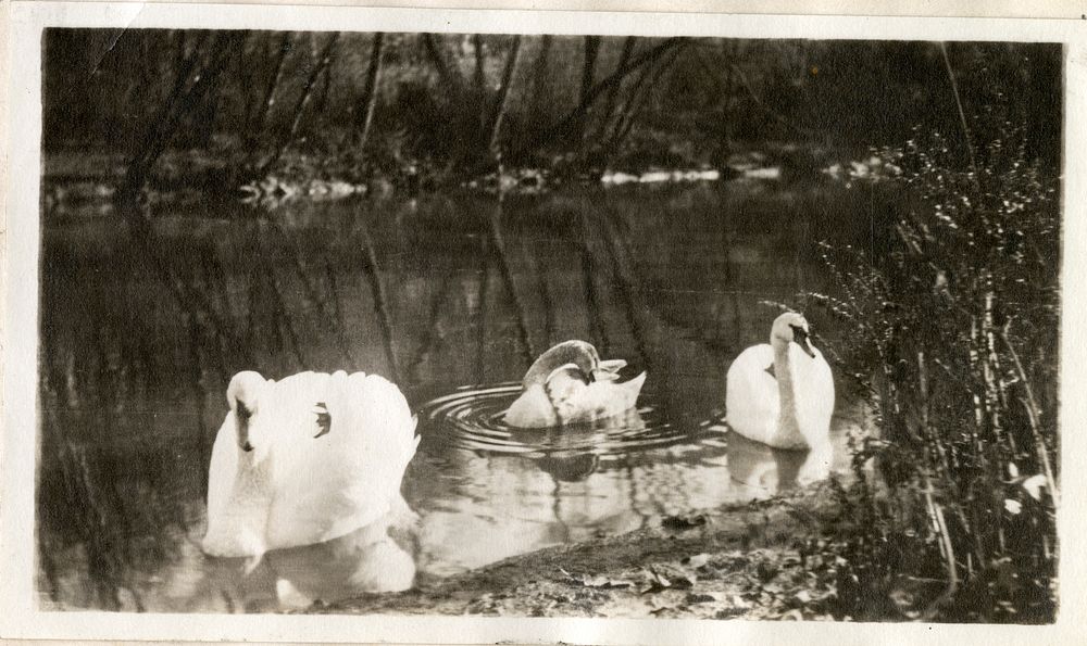 Views of the National Zoological Park in Washington, DC, showing Swans