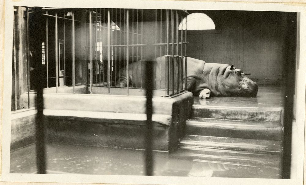Views of the National Zoological Park in Washington, DC, showing Hippopotamus