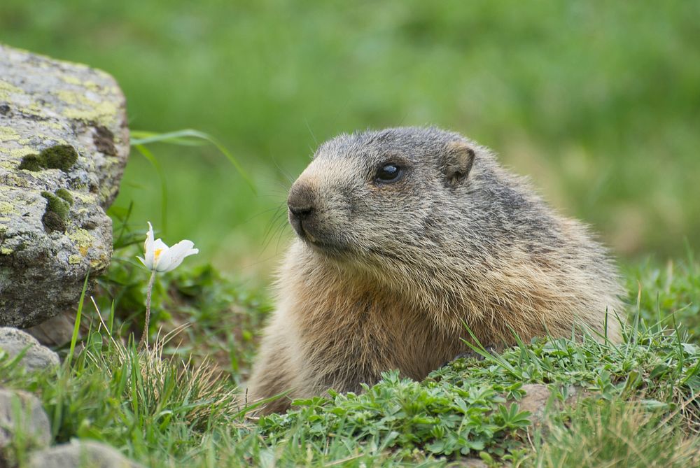 An adult Alpine Marmot (Marmota marmota) at the entrance to its burrow. The white flower to the left is a specimen of…