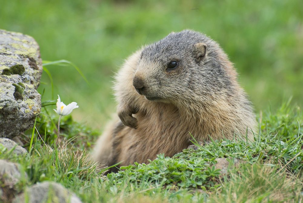 An adult Alpine Marmot (Marmota marmota) scratching its belly at the burrow entrance. The white flower to the left is a…