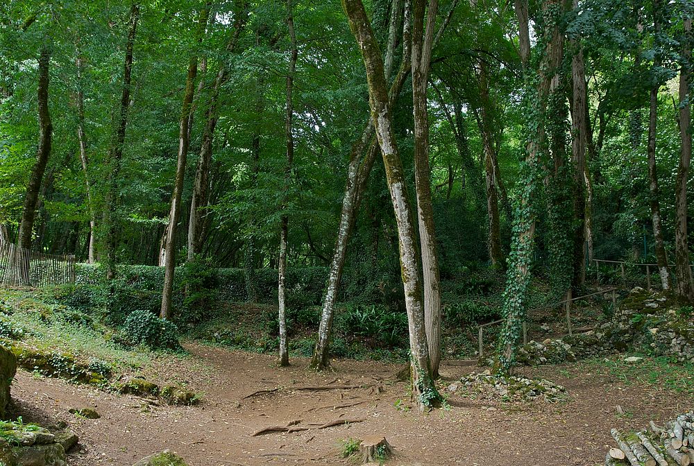 Forestry undergrowth in Tursac, Dordogne, France