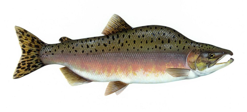 Drawing of a Pink salmon.