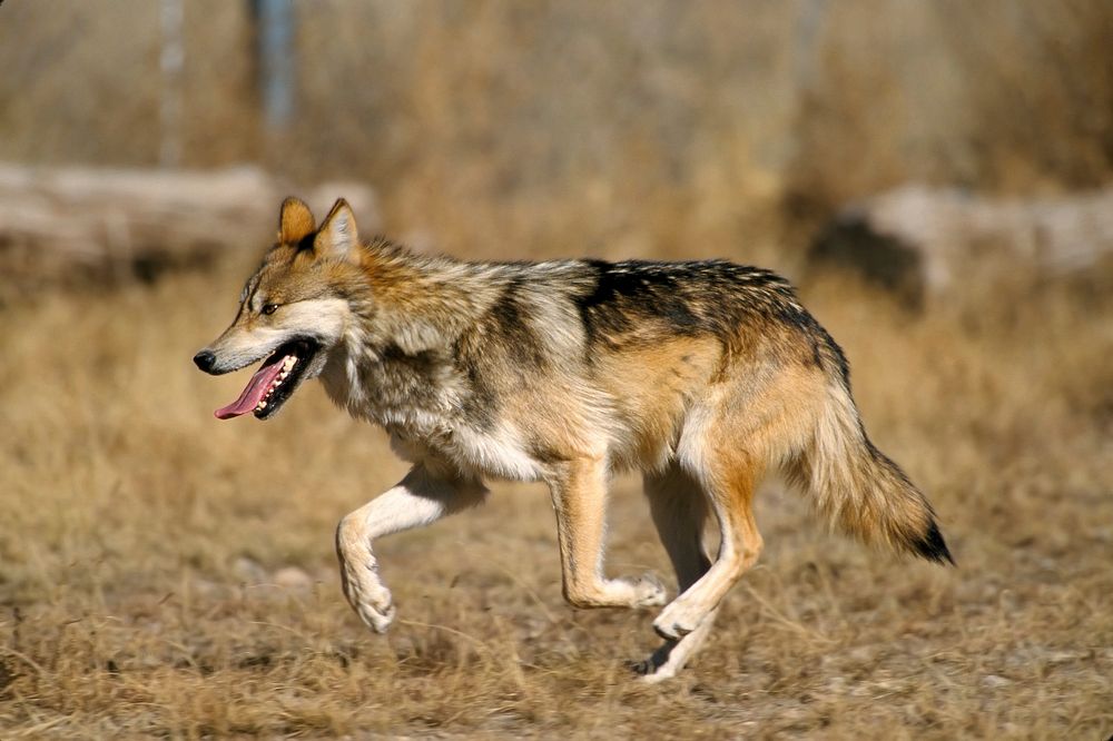 Captive Mexican Wolf at Sevilleta National Wildlife Refuge, New Mexico.