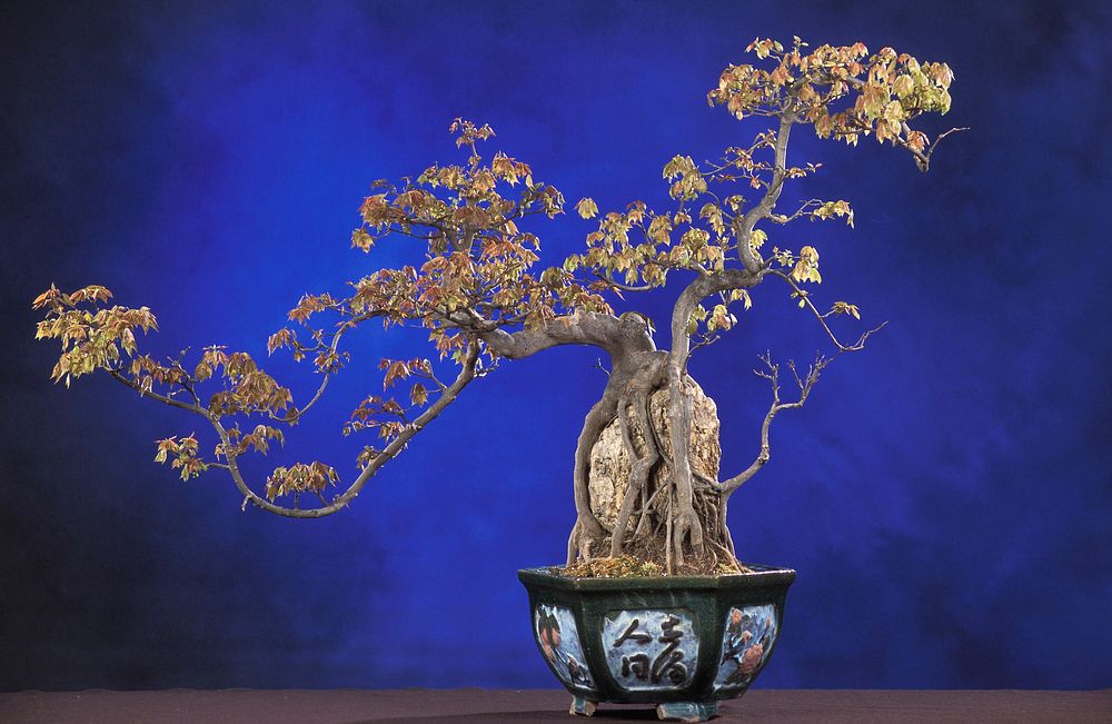 Part of the penjing collection at the National Bonsai and Penjing Museum, this trident maple, Acer buergerianum, has its…