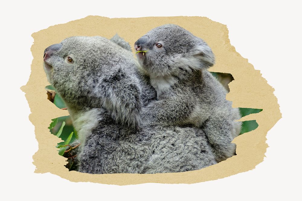 Koala with baby on a tree branch collage element psd
