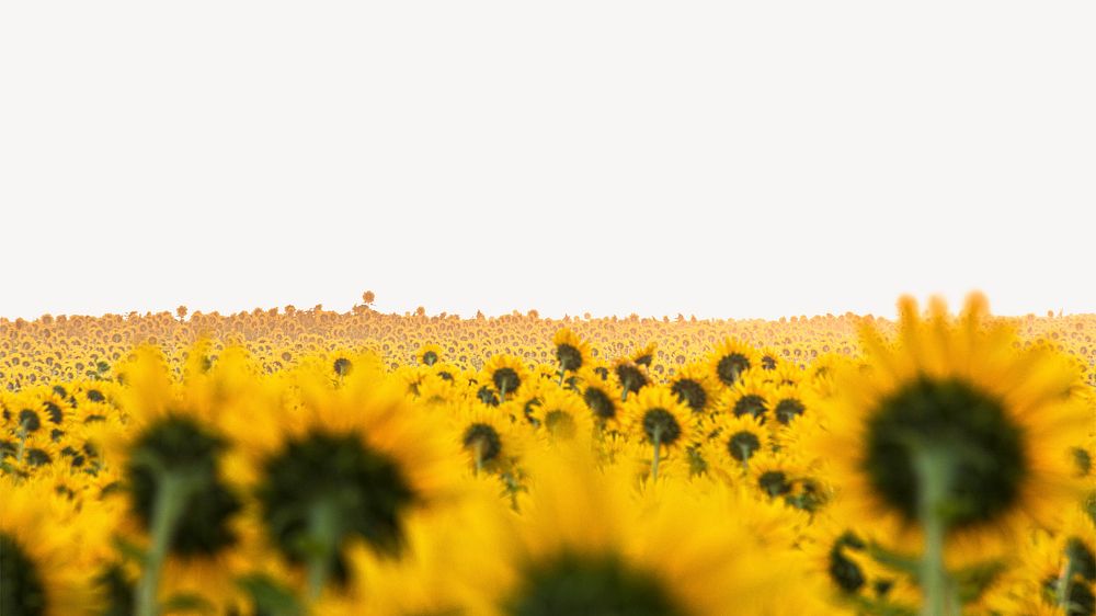 Sunflowers border desktop wallpaper, Spring flower background psd
