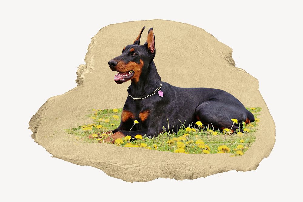 Doberman dog lying on flower field collage element psd