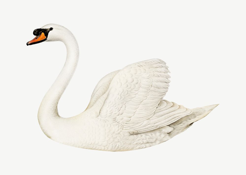 Mute swan bird, vintage animal collage element psd
