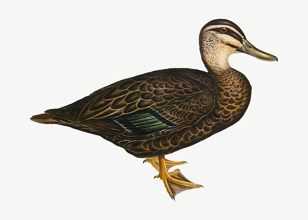 Australian wild duck bird, vintage animal collage element psd