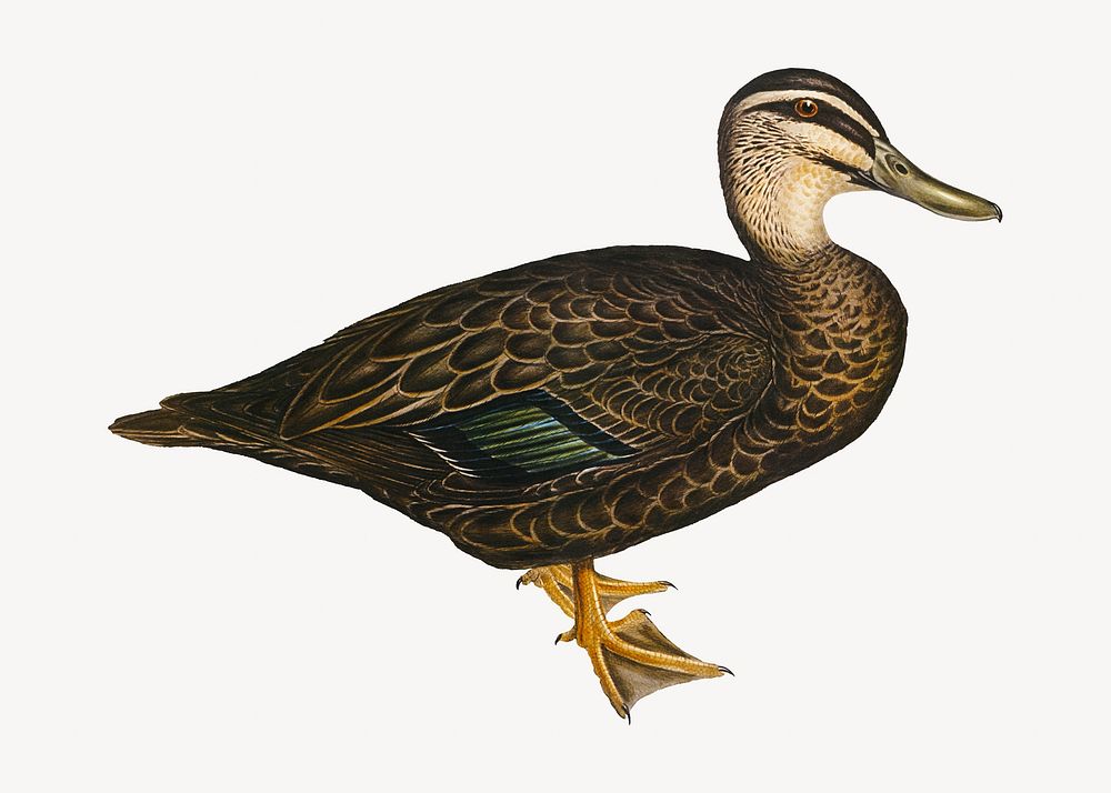 Australian wild duck bird, vintage animal illustration