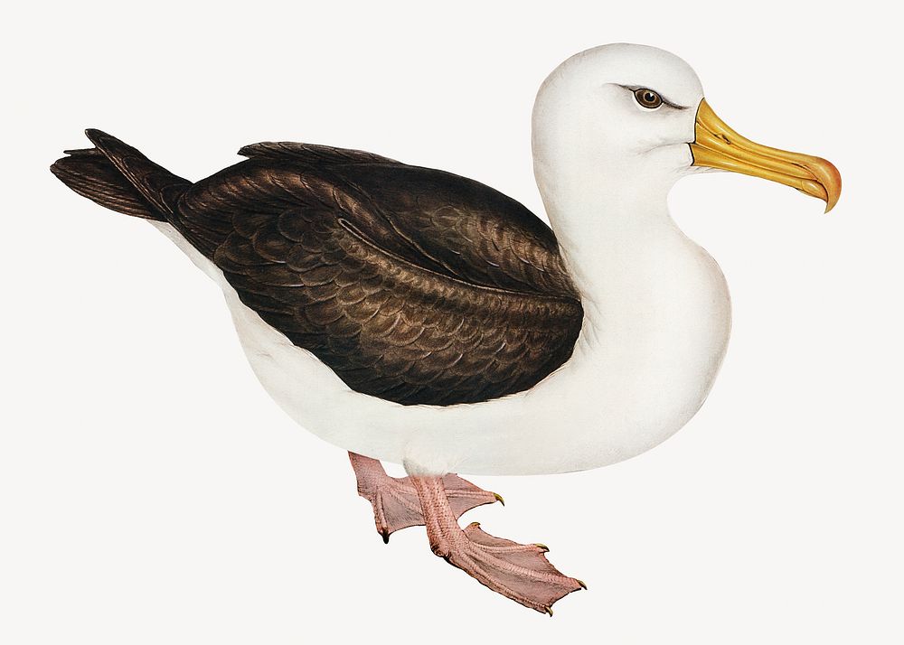 Black-eye browed albatross bird, vintage animal illustration