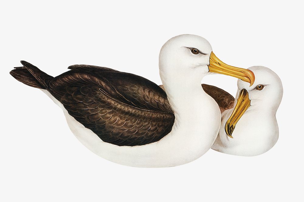 Black-eye browed albatross bird, vintage animal illustration