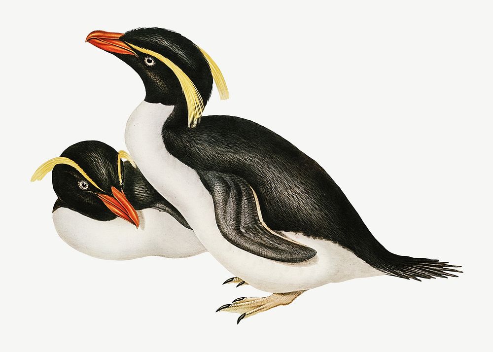 Crested penguin bird, vintage animal collage element psd