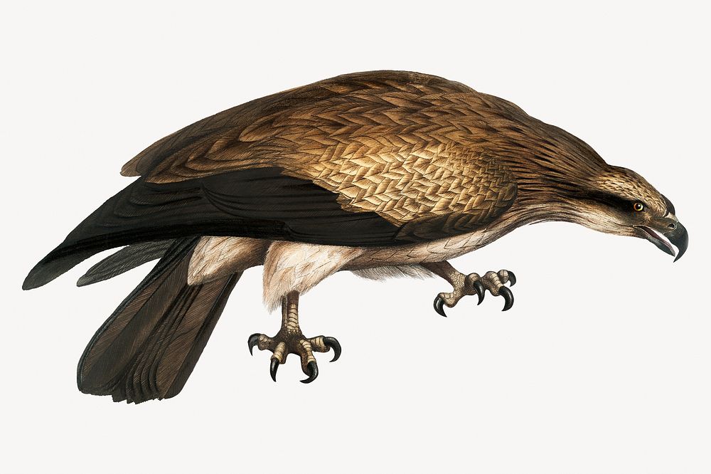 Plain eagle, vintage bird illustration